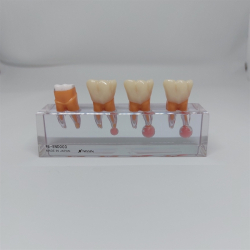 Endodontisk Studiemodel